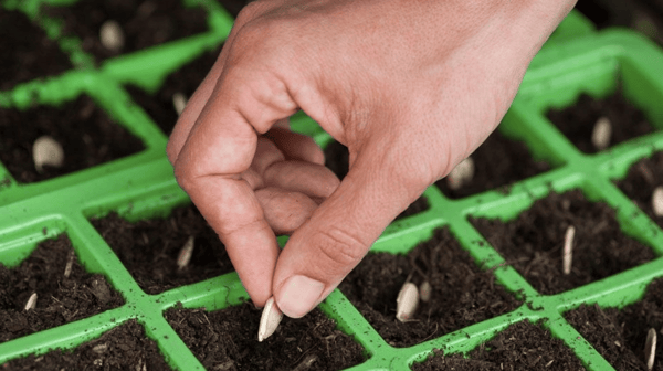 Як виростити здорову розсаду гарбуза: поради та рекомендації