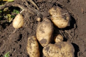 Як ефективно зупинити ріст картоплі: поради та методи контролю