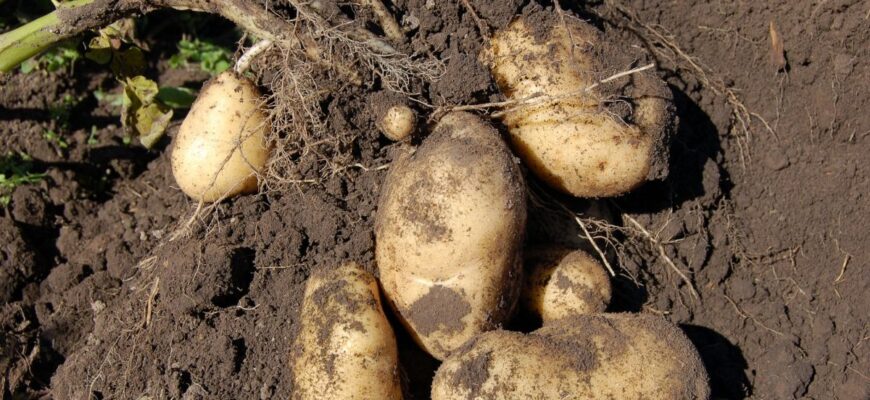 Як ефективно зупинити ріст картоплі: поради та методи контролю