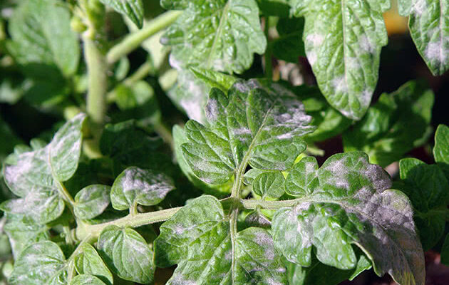 Як ефективно видалити борошнисту росу з флоксів: дієві методи