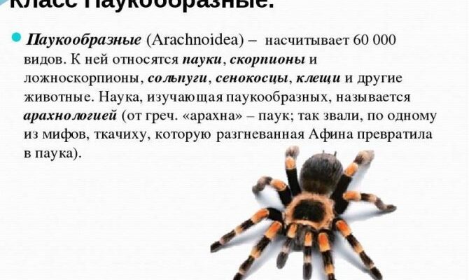 Яку максимальну температуру витримують павуки: дослідження і факти