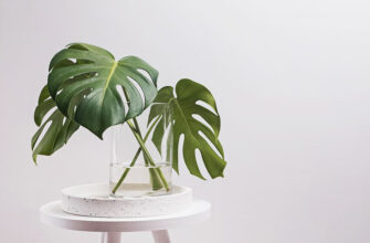 Хитрощі розмноження монстери: Використання повітряного коріння ефективно