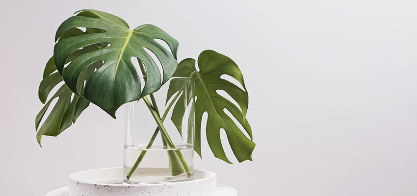 Хитрощі розмноження монстери: Використання повітряного коріння ефективно