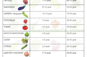 Який місяць обрати для посадки помідорів: поради городникам
