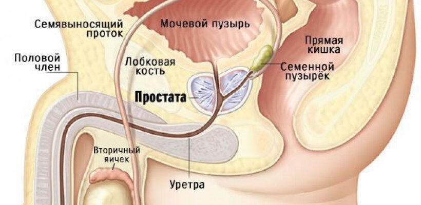 Що подразнює простату: основні фактори ризику та способи уникнення