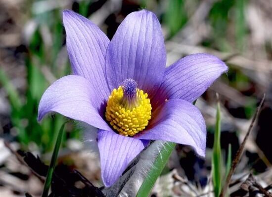 чому квітку простріл назвали саме так: історія та значення