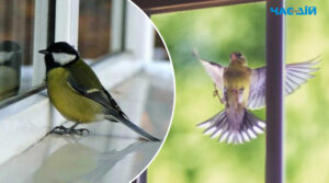 Прикмети: Що означає, коли птах раптово стукає у ваше вікно?