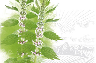 Ефективність пустирника: за скільки часу починає діяти препарат?