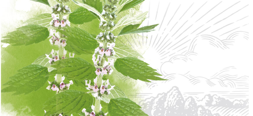 Ефективність пустирника: за скільки часу починає діяти препарат?