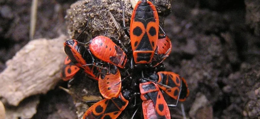 Чим корисні жуки-солдатики: переваги для саду та городу