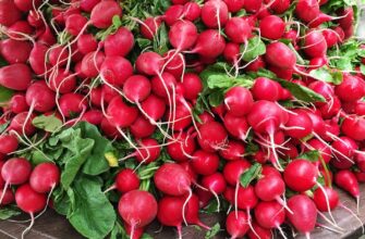 Коли не варто їсти редиску: основні застереження та рекомендації
