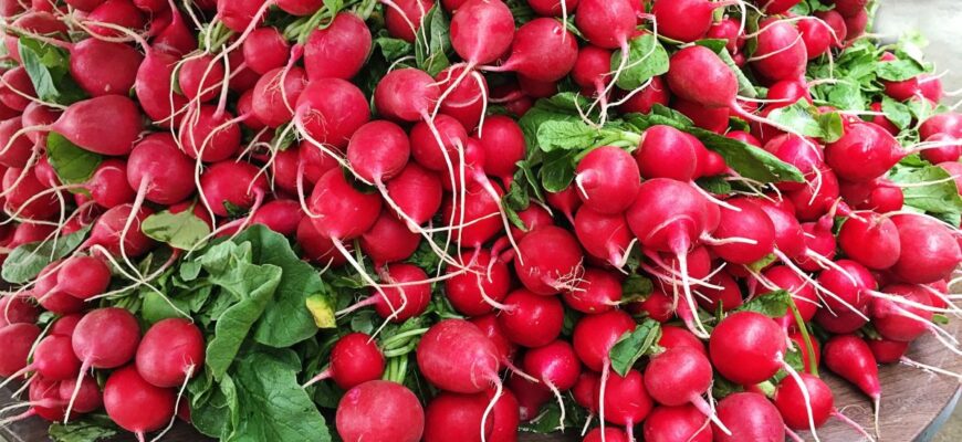 Коли не варто їсти редиску: основні застереження та рекомендації