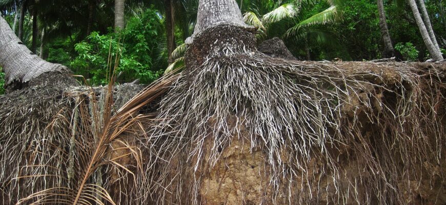 Чи можна обрізати коріння пальми під час пересадки: поради експертів