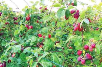 Скільки врожаю малини можна отримати з однієї рослини?