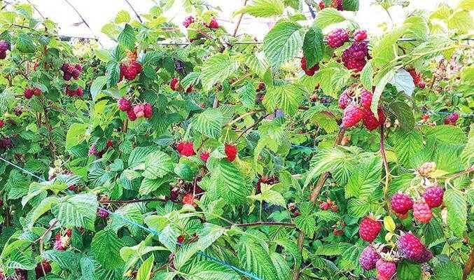 Скільки врожаю малини можна отримати з однієї рослини?