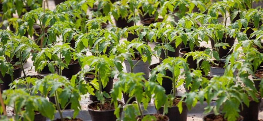 Оптимальна глибина посадки розсади помідорів для кращого врожаю
