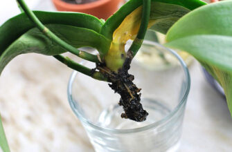 Оптимальні терміни відновлення орхідеї після стресу чи пересадки