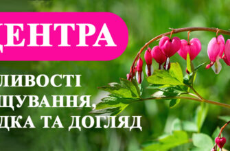 Що любить діцентра: Догляд за квіткою розбите серце для гарного росту
