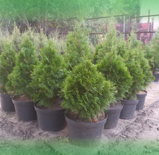 Скільки сантиметрів на рік зростає дерево: Факти та дослідження