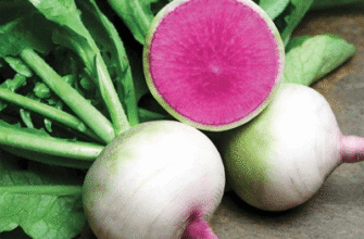 Яка редька найсмачніша: обираємо найкращий сорт для вашого столу