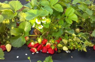 Коли та як правильно посадити ремонтантну суницю у вашому саду