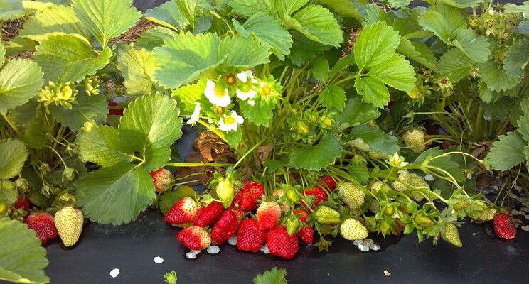 Коли та як правильно посадити ремонтантну суницю у вашому саду