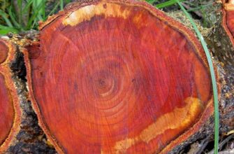 Види червоного дерева: Огляд популярних порід та їхні особливості