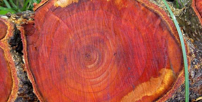 Види червоного дерева: Огляд популярних порід та їхні особливості