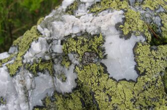 Як називається Кущистий лишайник: дізнайтесь все про цей організм