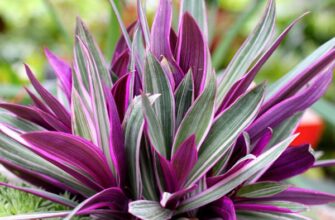 Як називається квітка з фіолетовими пелюстками: топ популярних видів