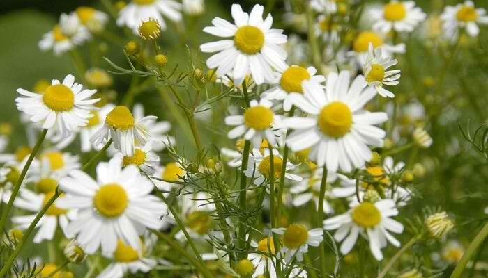 Коли найкраще збирати квіти ромашки: оптимальні періоди збору