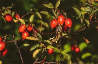 Як ефективно проростити насіння шипшини: покрокова інструкція та поради