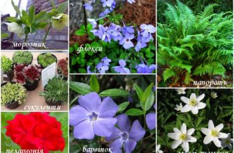 Що посадити в глибокій тіні: найкращі рослини для затінених ділянок