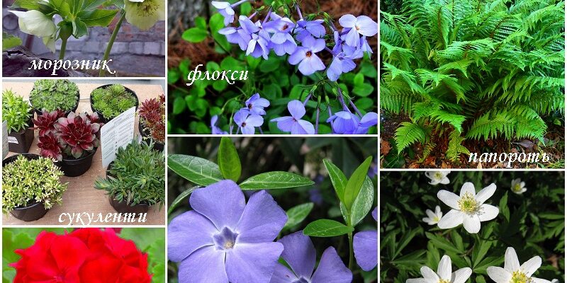 Що посадити в глибокій тіні: найкращі рослини для затінених ділянок