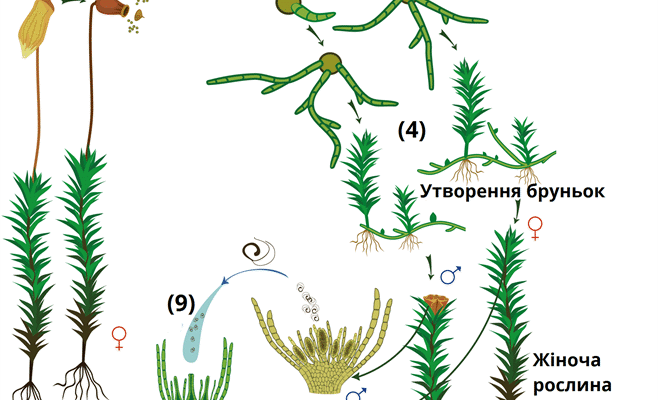 Оптимальне місце утворення спор у мохів: детальний огляд процесу