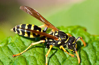 Тривалість життя оси: Від чого залежить життя окремої оси?