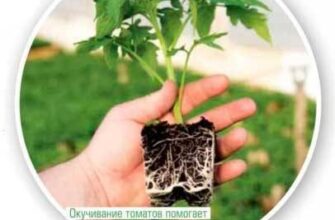 Скільки разів підгортати капусту для оптимального росту рослин