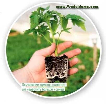 Скільки разів підгортати капусту для оптимального росту рослин