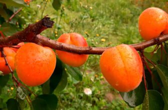 Нові сорти рослин: Як створюються та впроваджуються інновації