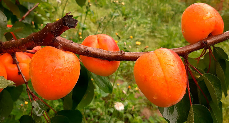 Нові сорти рослин: Як створюються та впроваджуються інновації