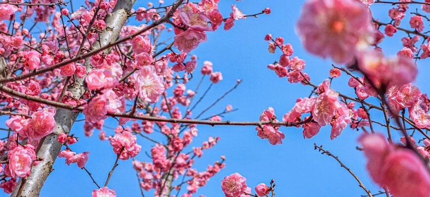 Цвітіння сакури в Італії: коли чекати на рожеве диво?