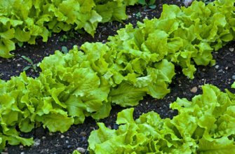 Як приготувати смачний салат без гіркоти: поради та рецепти