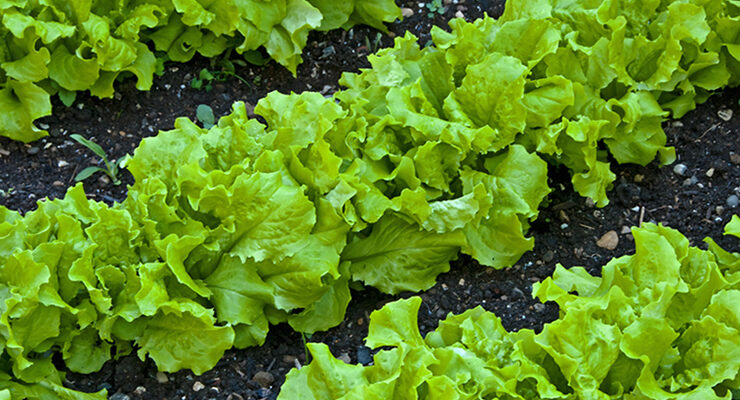 Як приготувати смачний салат без гіркоти: поради та рецепти