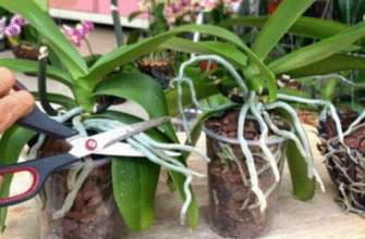 Підстригати коріння: чи можна та коли це робити безпечно?