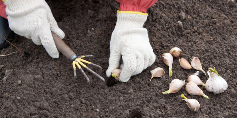 “Швидкість проростання озимого часнику: час, фактори, поради”