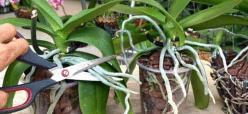 Підстригати коріння: чи можна та коли це робити безпечно?