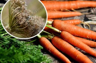 Джерело та процес отримання насіння моркви для вашого городу