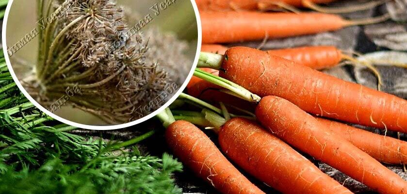 Джерело та процес отримання насіння моркви для вашого городу