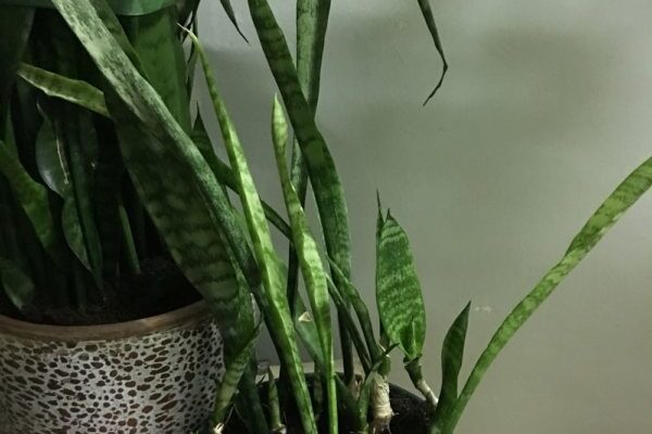 Чому жовтіють кінчики листя у сансевієрії: основні причини та рішення