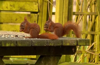 Чого категорично не можна давати білкам: небезпечні продукти для гризунів